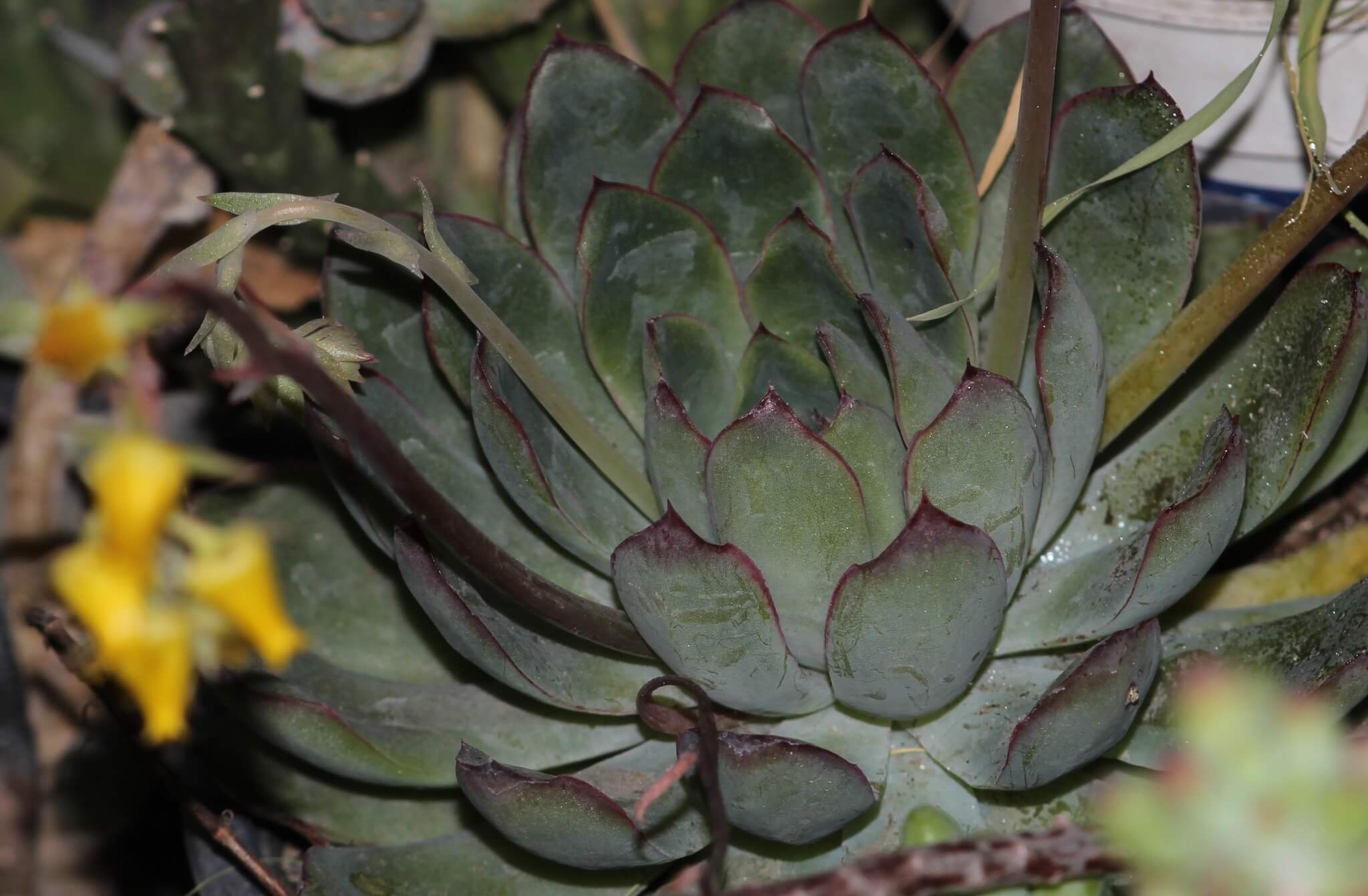 Echeveria pulidonis